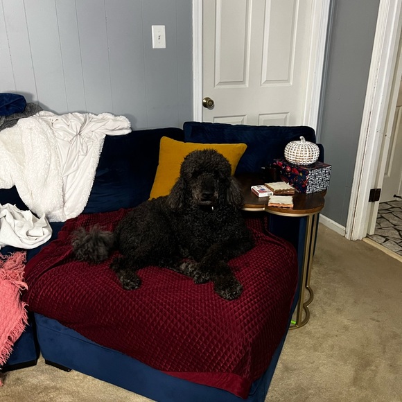 Meet your Posher, Deedra - Picture 1 of 2